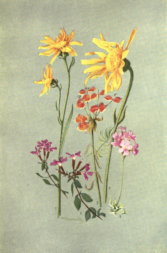 Sub-Alpine Plants Art Print by George J. Flemwell featuring sub-alpine flora.