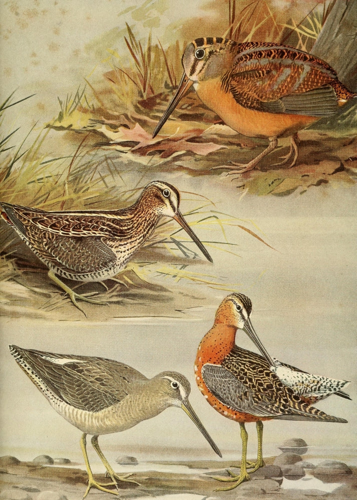Birds of Massachusetts Woodcock, Snipe, Dowitcher Poster Print by L.A. Fuertes