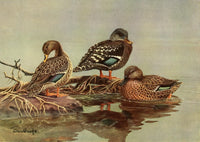 Nat History of Ducks 1925 African Ducks Poster Print showcasing colorful duck species.