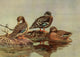 Nat History of Ducks 1925 African Ducks Poster Print showcasing colorful duck species.