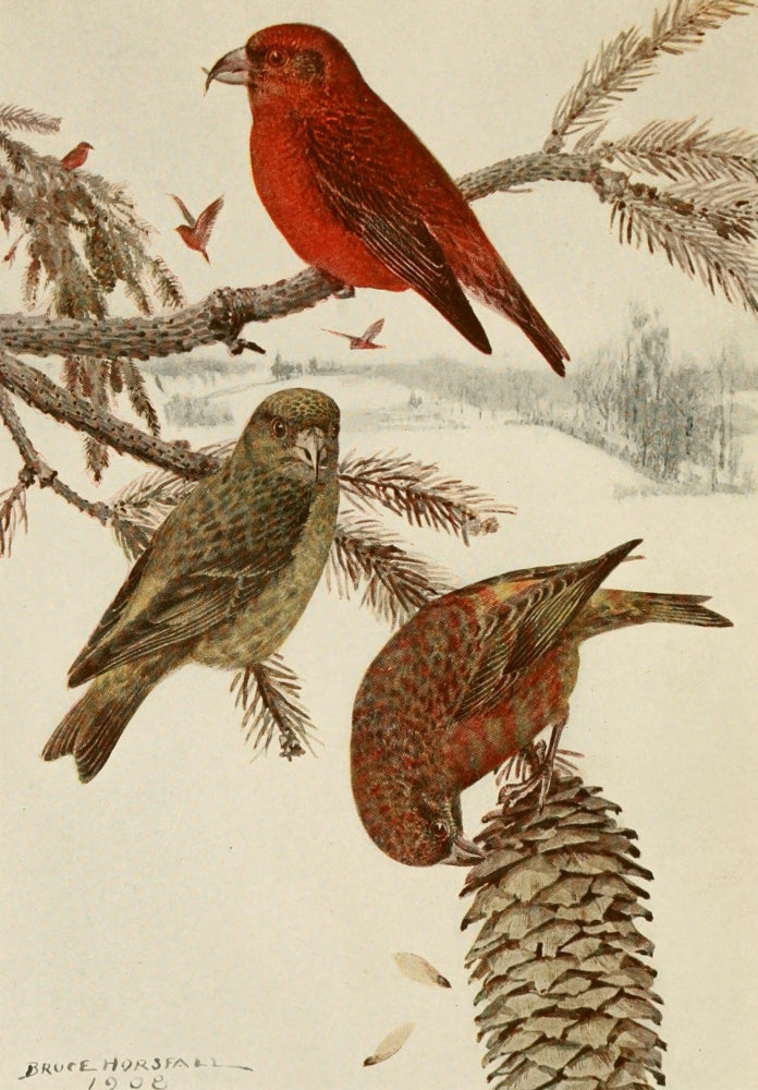 Alaskan Bird-Life Red Crossbill Poster Print by R.B. Horsfall