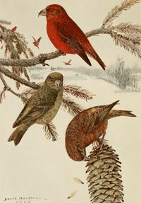 Alaskan Bird-Life Red Crossbill Poster Print by R.B. Horsfall
