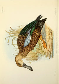 Cape Shoveler Poster Print from The Game-birds & Water-fowl of South Africa 1912