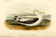 Short-tailed Albatross Poster Print by W.E. Hitchcock showcasing the beauty of nature.