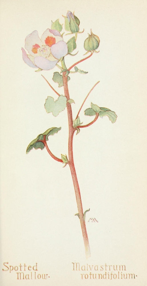 Western Wild Flowers 1915 Spotted Mallow Poster Print by M. Armstrong