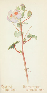 Western Wild Flowers 1915 Spotted Mallow Poster Print by M. Armstrong