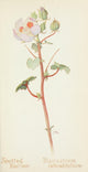Western Wild Flowers 1915 Spotted Mallow Poster Print by M. Armstrong
