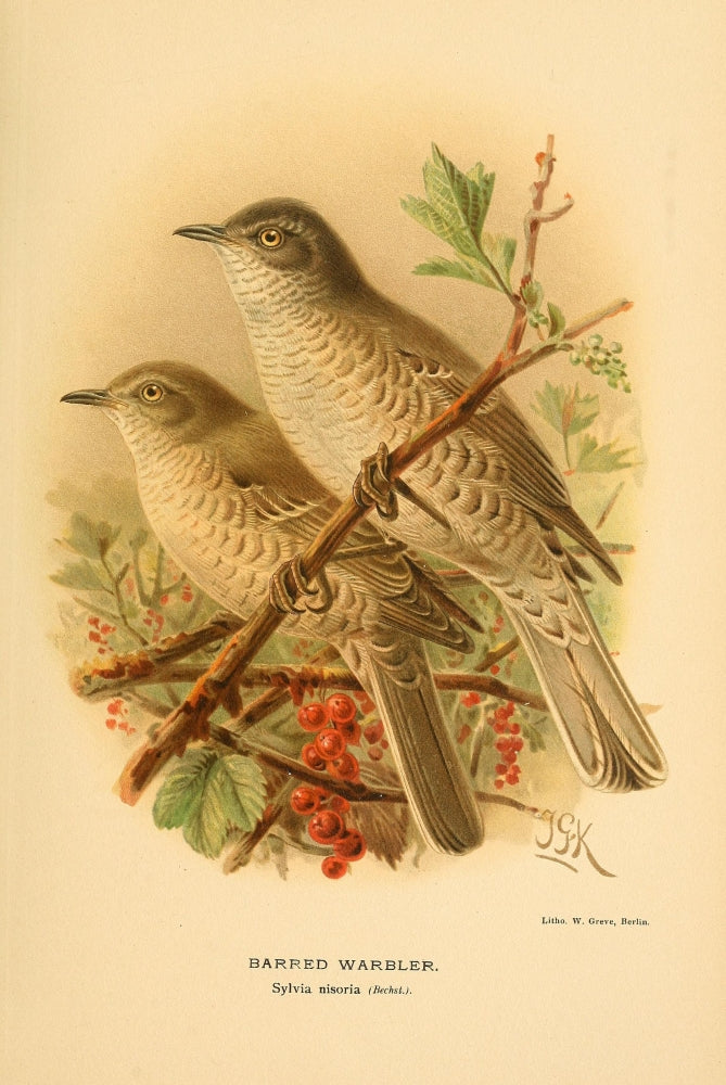 Birds of the British Islands 1885 Warbler, Barred Poster Print by John G. Keulemans