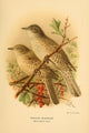 Birds of the British Islands 1885 Warbler, Barred Poster Print by John G. Keulemans