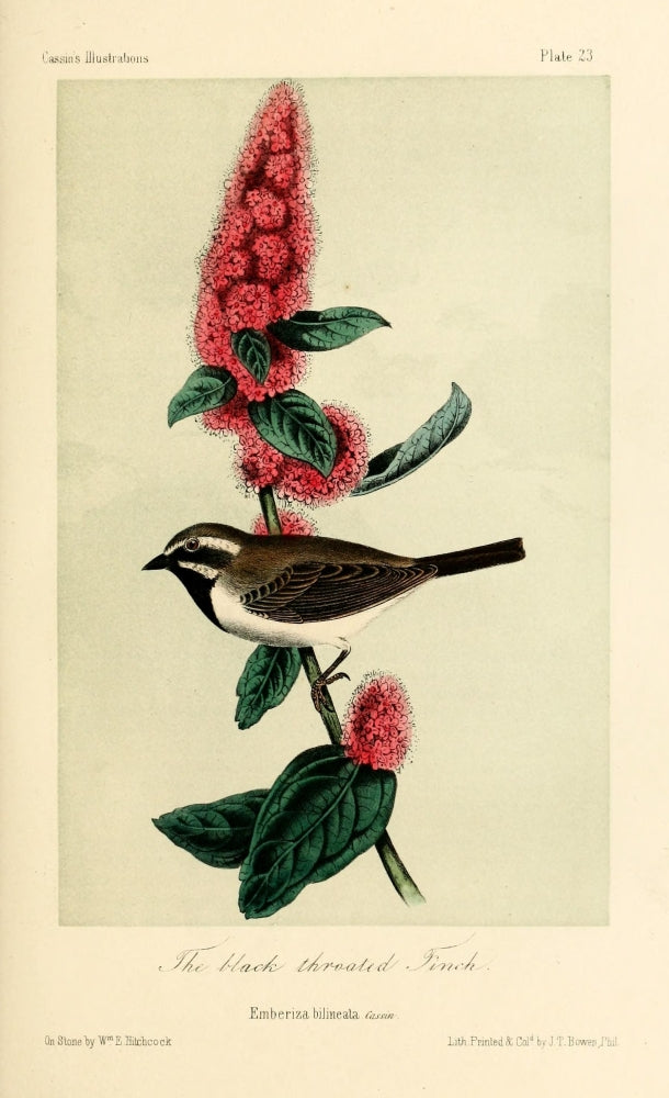 Black-throated Finch art print by W.E. Hitchcock showcasing detailed bird illustration.