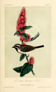 Black-throated Finch art print by W.E. Hitchcock showcasing detailed bird illustration.