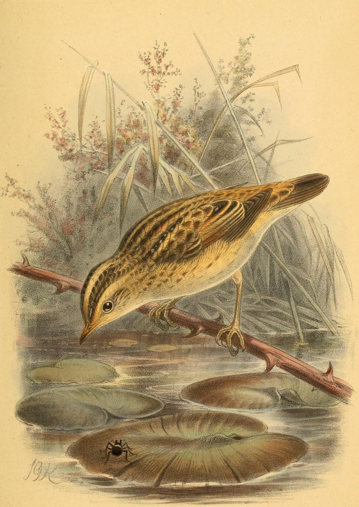 Birds of the British Islands 1885 Warbler Poster Print by John G. Keulemans