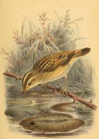 Birds of the British Islands 1885 Warbler Poster Print by John G. Keulemans