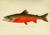 Commissioners of Fisheries NY 1899 Canadian Red Trout Poster Print by S.F. Denton