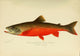 Commissioners of Fisheries NY 1899 Canadian Red Trout Poster Print by S.F. Denton