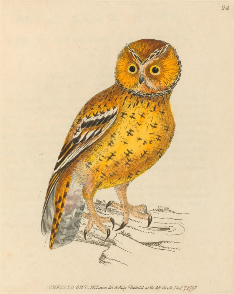 Crested Owl Poster Print from The Birds of Great Britain 1795