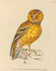 Crested Owl Poster Print from The Birds of Great Britain 1795