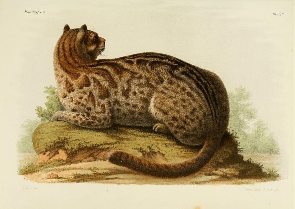 Des Mammifères 1868 Fontainier's Spotted Cat Poster Print showcasing intricate details and vibrant colors.