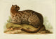 Des Mammifères 1868 Fontainier's Spotted Cat Poster Print showcasing intricate details and vibrant colors.