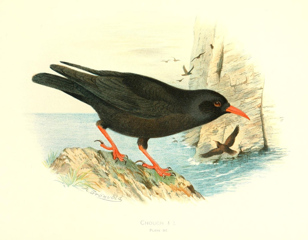 Birds of Britain & Ireland 1907 Chough Poster Print by Henrik Grönvold