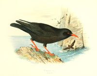 Birds of Britain & Ireland 1907 Chough Poster Print by Henrik Grönvold
