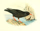 Birds of Britain & Ireland 1907 Chough Poster Print by Henrik Grönvold