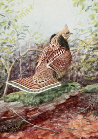 Burgess Bird Book Ruffed Grouse Fine Art Print by L.A. Fuertes