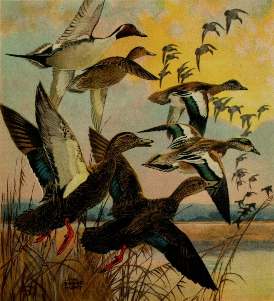 Important American Game-birds 1917 Pintail Poster Print by L. Bogue Hunt