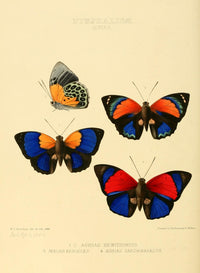 Exotic Butterflies 1866 Agrias Poster Print by W. Chapman Hewitson showcasing vibrant colors and intricate details.