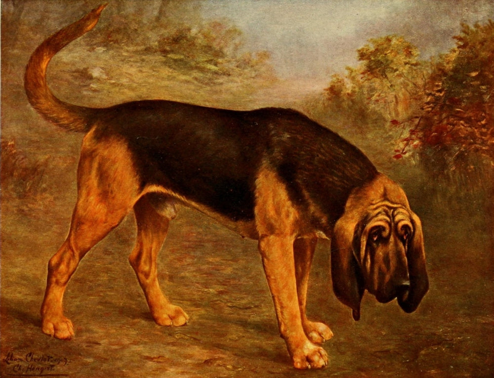 New Book of the Dog Bloodhound Poster Print by Lilian Cheviot