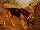 New Book of the Dog Bloodhound Poster Print by Lilian Cheviot