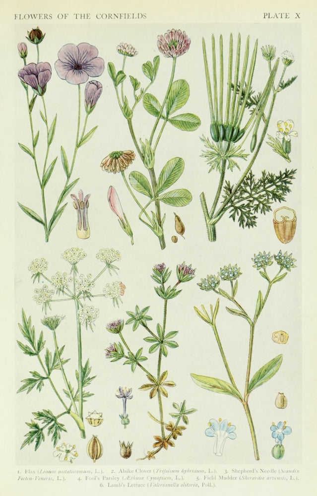 A New British Flora 1919 Flax Poster Print by J.N. Fitch showcasing beautiful plant details.