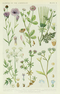 A New British Flora 1919 Flax Poster Print by J.N. Fitch showcasing beautiful plant details.