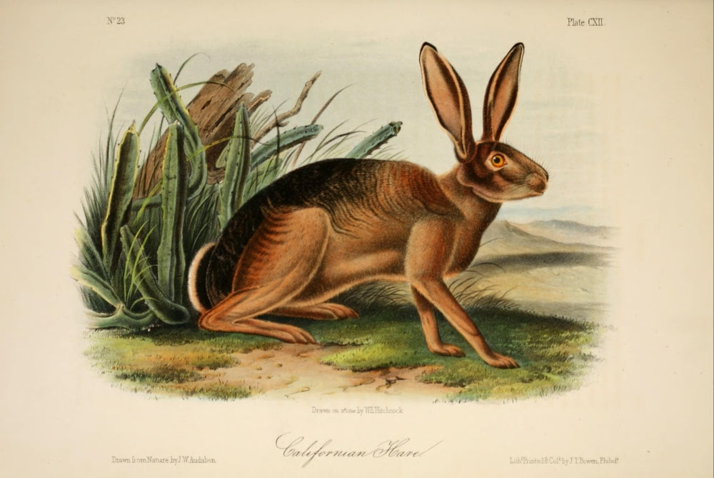 Californian Hare art print from Quadrupeds of North America by J.W. Audubon