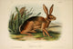 Californian Hare art print from Quadrupeds of North America by J.W. Audubon