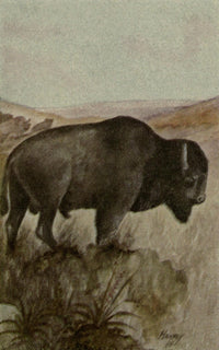 North American Wild Animals Buffalo Poster Print by Harry F. Harvey