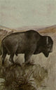 North American Wild Animals Buffalo Poster Print by Harry F. Harvey