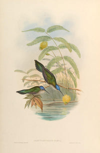 Trochilidae 1861 Campylopterus Pampa Poster Print by John Gould