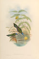 Trochilidae 1861 Campylopterus Pampa Poster Print by John Gould
