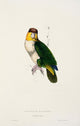 Psittacidae 1832 Bay-headed Parrot Poster Print by Edward Lear, featuring intricate details and vibrant colors.