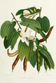 Familiar Indian Flowers Bauhinia Acuminata Poster Print by Lena Lowis