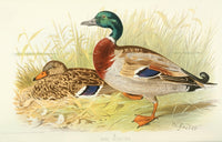 Indian Sporting Birds 1915 Mallard Poster Print by W.H. Foster