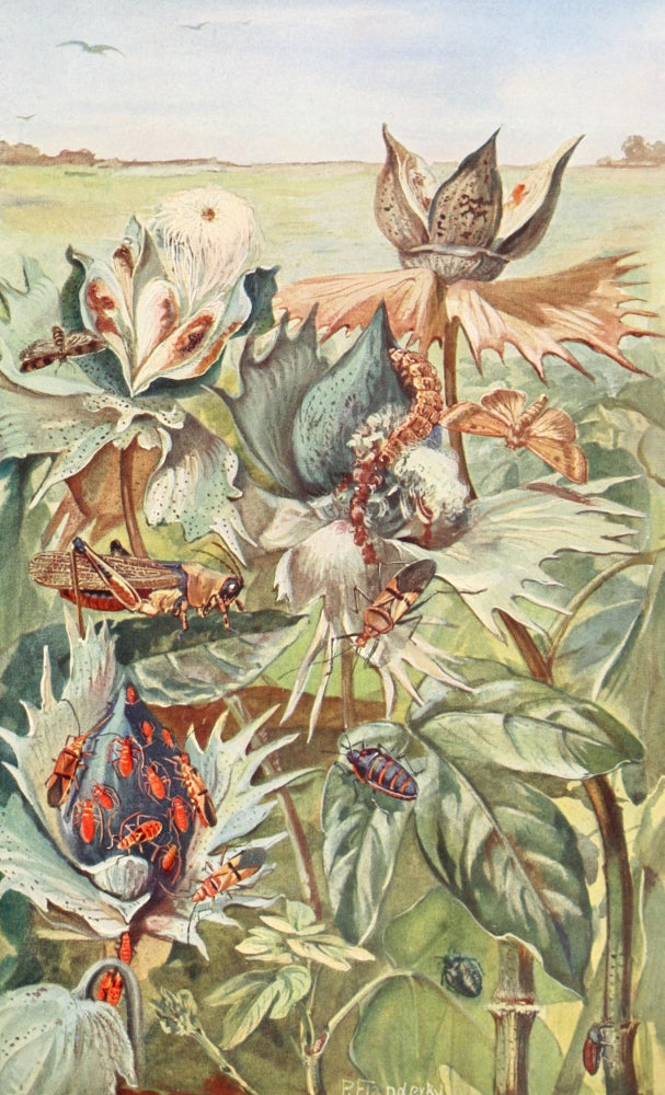 Brehms Tierleben 1911 African Cotton-Pests Poster Print by Paul Flanderky