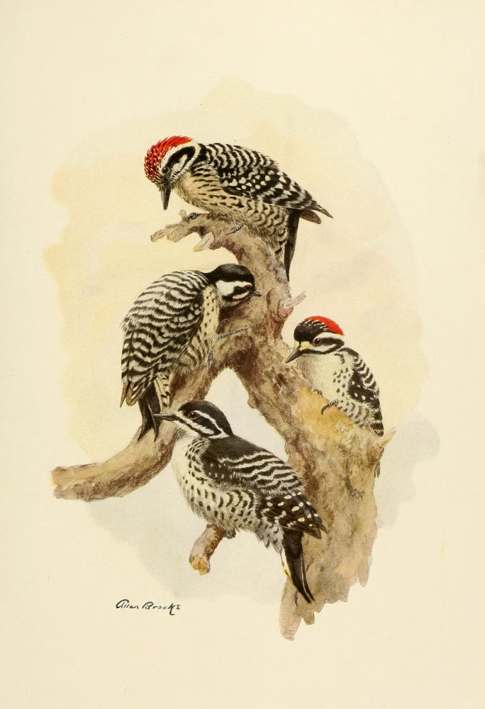 Birds of California 1923 Woodpeckers Poster Print showcasing woodpecker illustrations