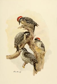 Birds of California 1923 Woodpeckers Poster Print showcasing woodpecker illustrations