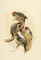 Birds of California 1923 Woodpeckers Poster Print showcasing woodpecker illustrations