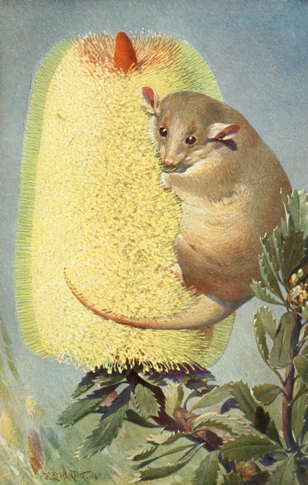 Brehms Tierleben Dormouse Poster Print by F.W. Kuhnert showcasing a charming dormouse.
