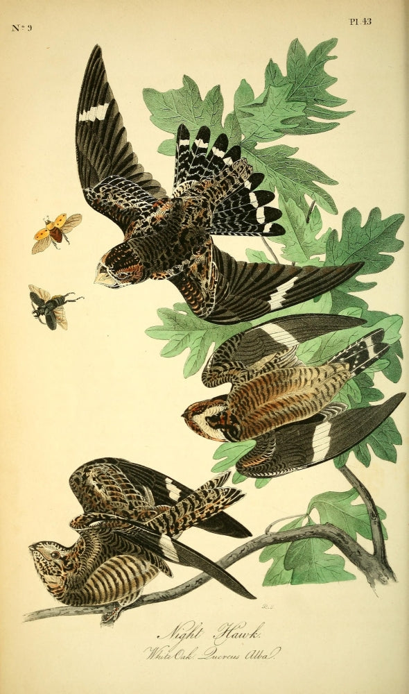 Birds of America 1844 Night Hawk Poster Print by J.J. Audubon
