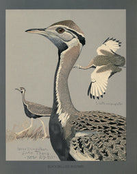 Abyssinian Birds & Mammals Black-bellied Bustard Poster Print by L.A. Fuertes