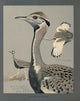 Abyssinian Birds & Mammals Black-bellied Bustard Poster Print by L.A. Fuertes